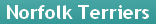  Norfolk Terriers